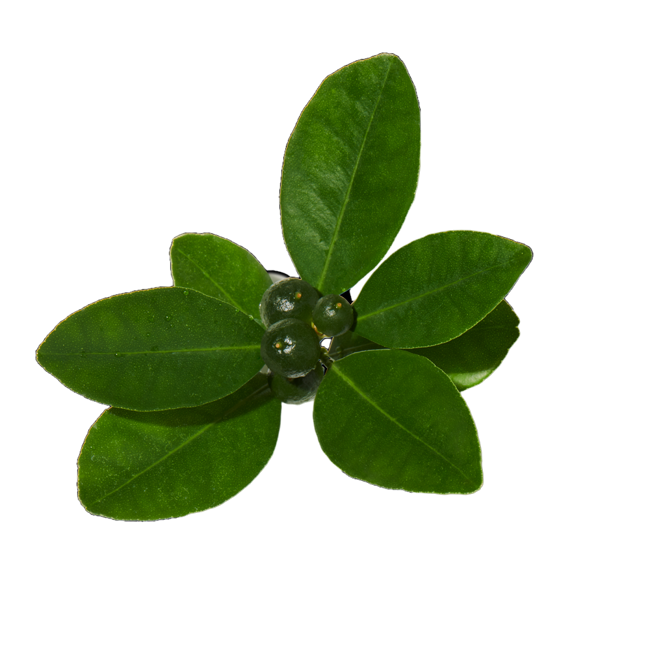 petitgrain image content