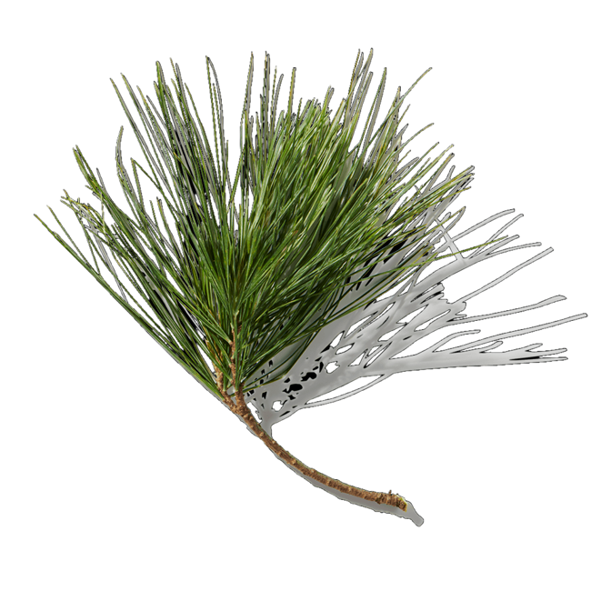 pino.png