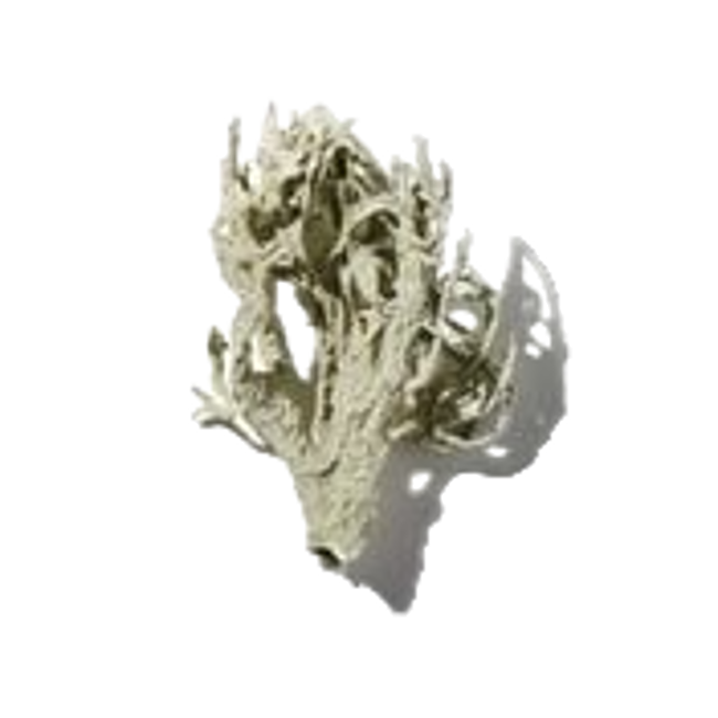roble.png