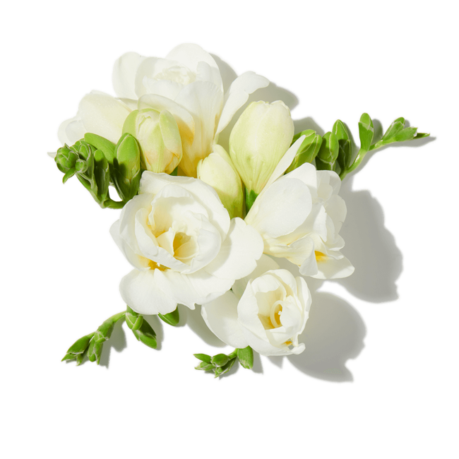 rosa jazmin image content
