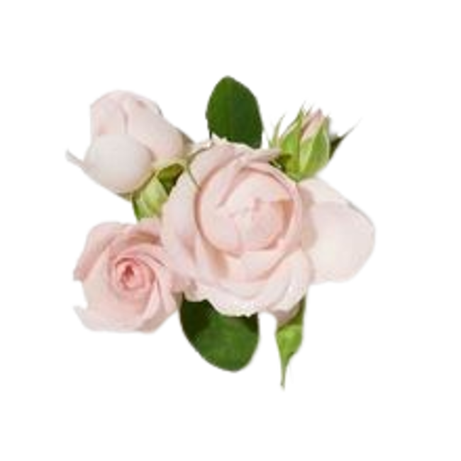 rosa.png
