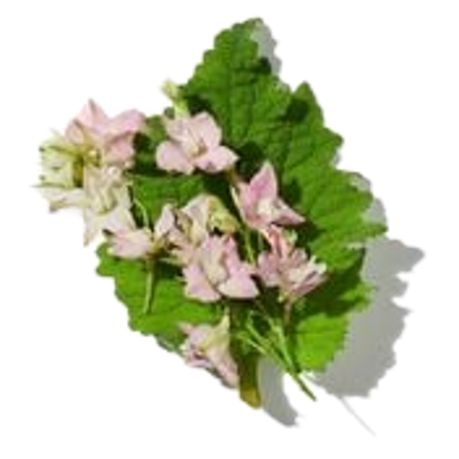 salvia image content
