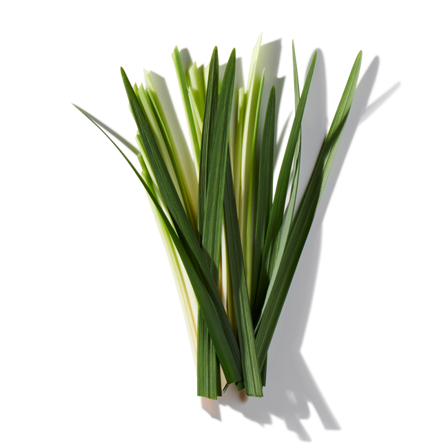 vetiver image content