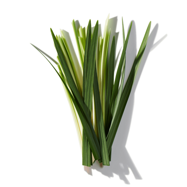 vetiver haitiano image content