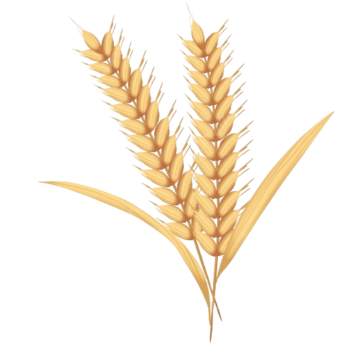 Trigo dorado